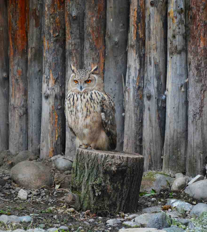 he Zoological Survey of India has recently unveiled a publication titled '75 Endemic Birds of India,' shedding light on the remarkable fact that roughly 5% of the avian population inhabiting the country are unique to its borders and are not found in any other part of the world.